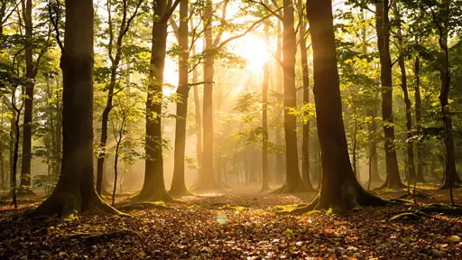 Sonnenlicht im Wald als Symbol für eine Baumbestattung.