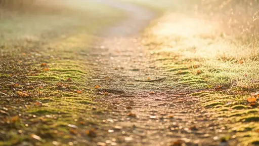 Sanfter Naturweg als Symbolmotiv für die Erdbestattung.